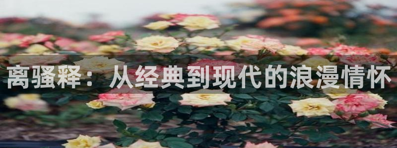 日韩午夜伦理视频