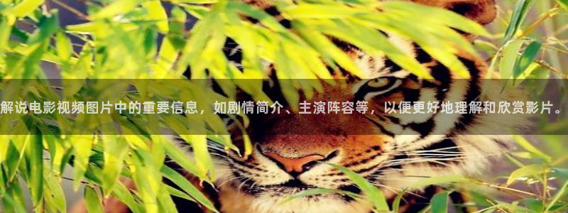 国产亚洲欧美午夜电影